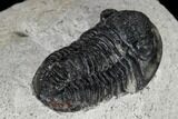 Bargain, Gerastos Trilobite Fossil - Morocco #119002-5